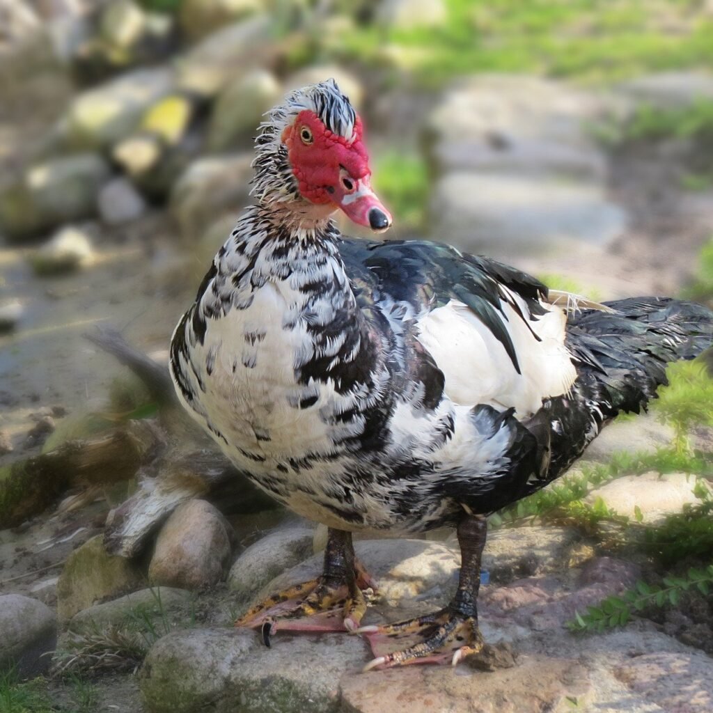 Muscovy Duck