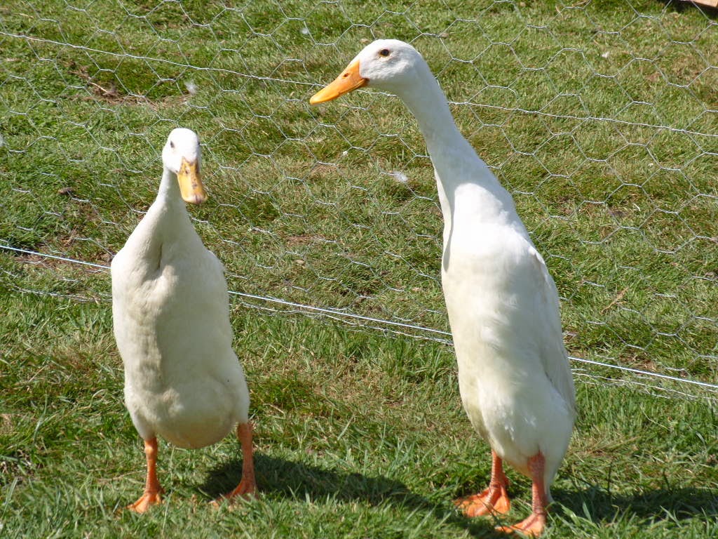 Indian Runner Duck
